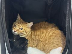 -瑞派名望24h动物医院异宠专科·猫专科·骨科·重症监护分院