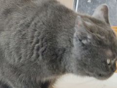 -喵园·猫主题咖啡厅·撸猫·猫咖(国贸店)