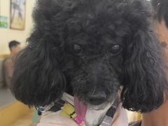 -美联众合动物医院·24h转诊中心