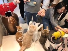 -飞行喵MR PILOT|猫舍·猫咖(静安大融城店)