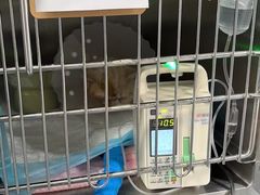 -北京赛佳动物医院