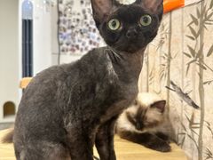 -楼上猫咖(罗湖店)