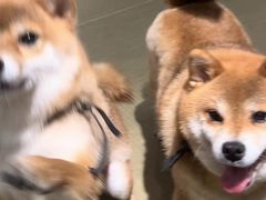 -逗柴咖啡屋·狗咖猫咖宠物桌游