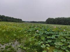 -东郊湿地公园