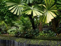 -新加坡植物园