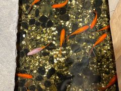 -邈墨茶馆(凤起路店)