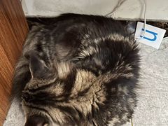 -瑞派宠物医院·犬猫全科·猫友好(宾水西道店)