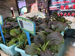 -清真军邺·金富苑肥牛(石坡街旗舰店)