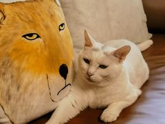 -宠爱国际动物医院·消化内科·心肾内科·ISFM猫友好(望京店)