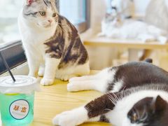 -有喵·猫咖·狗咖·40+猫狗有小奶狗(岗厦店)