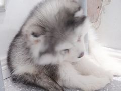 -Let's go狗咖·猫咖·奶狗·桌游(春熙路IFS店)