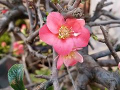 -双季花艺园艺市场(浦东店)
