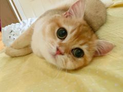 -东方名猫馆·英短金渐层布偶猫舍(环线广场1号楼店)