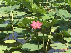 景点-承德避暑山庄景区