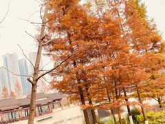 -重庆彩云湖湿地公园