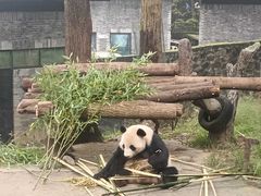 -都江堰中华大熊猫苑