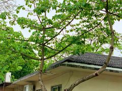 -顺德大良半月城游乐场