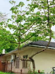 -顺德大良半月城游乐场