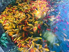 -武汉紫薇都市田园