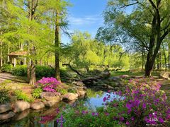 -上海共青森林公园