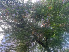 -四川大学(华西校区)