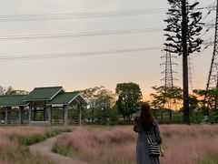 -王借岗森林公园
