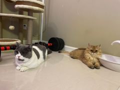 -momokira米努特·德文卷毛猫·棉花面纱犬
