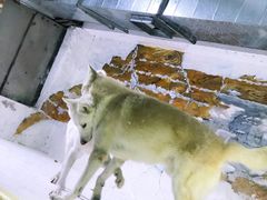 -大连圣亚海洋世界