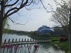 -大塘金香草谷