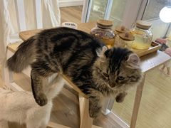 -李小姐の猫咖啡馆(五角场店)