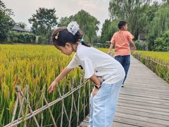 -溱湖国家湿地公园