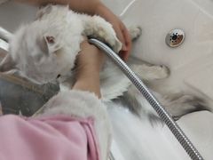 -十年猫舍·猫咪专门店(普陀店)