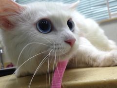 -瑞鹏宠物医院·骨科·猫科·内科(第一中心)