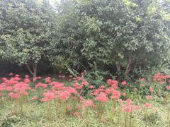 -九里河湿地公园