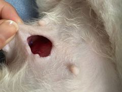 -爱侣宠医·鹦鹉专科·小型哺乳类·异宠专科(灵石路店)