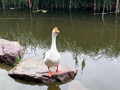 -日出青木·杭帮菜名店