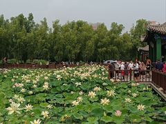 -莲花池公园