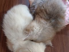 -楼上猫咖(罗湖店)