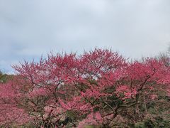 -杭州植物园