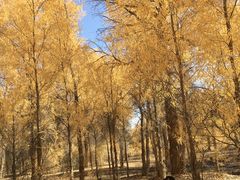 -金塔沙漠胡杨林景区