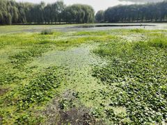 -东坝千亩湖公园