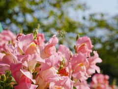 -东莞植物园