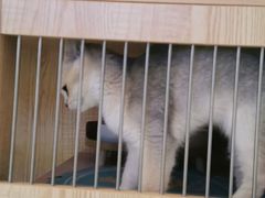 -山宅一喵德文卷毛猫舍