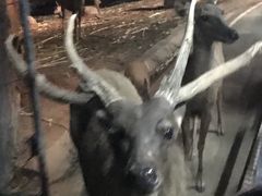 -清迈夜间动物园