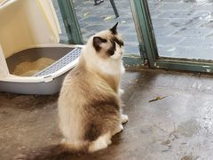 -喵屿·大理花园猫咖