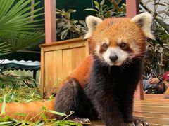 -云南野生动物园
