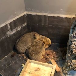 -未来动物城主题公园(正弘城店)