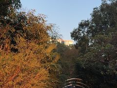 -九龙公园