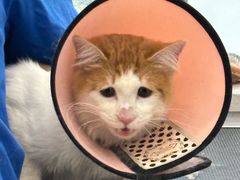 -老吴的猫·猫舍(新区店)