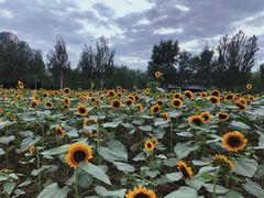 -长白岛森林公园